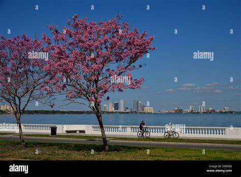 Tampa spring - The Tampa Housing Authority was incorporated in 1939 and provides housing opportunities to more than 21,000 residents in the Tampa Bay area. This Agency currently administers 3,026 public housing units and 10,235 Housing Choice Vouchers (Section 8). The main office is located near downtown Tampa in the …